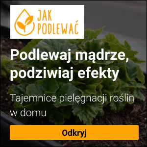 Begonie - zasady prawidłowego podlewania